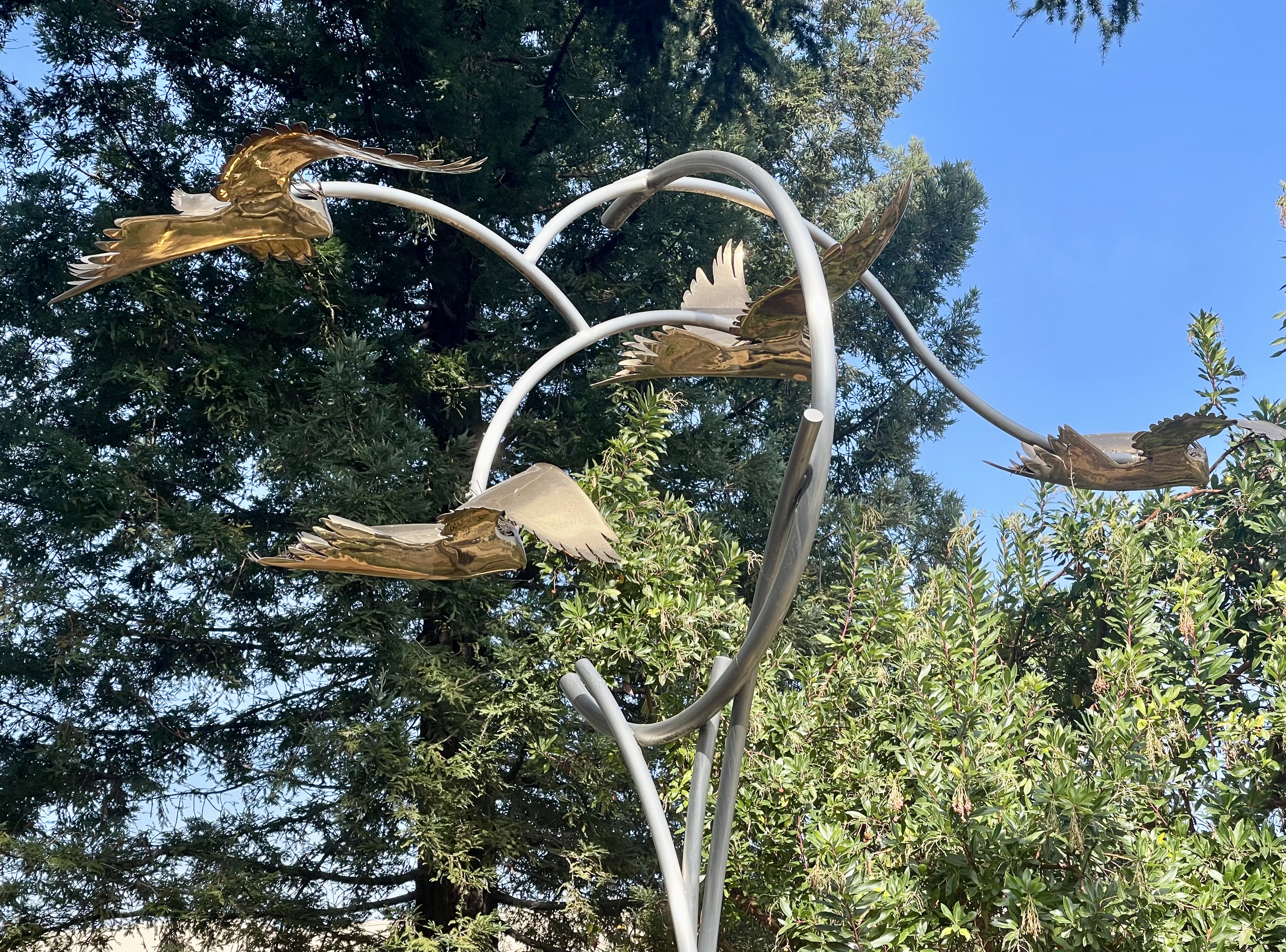 Cockatiels De Anza IMG_2312