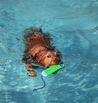 swimming dog