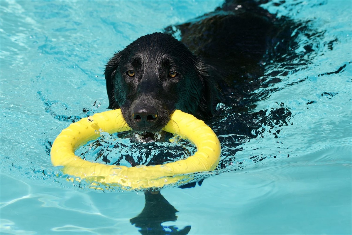 Pooch Plunge at Blackberry Farm Park