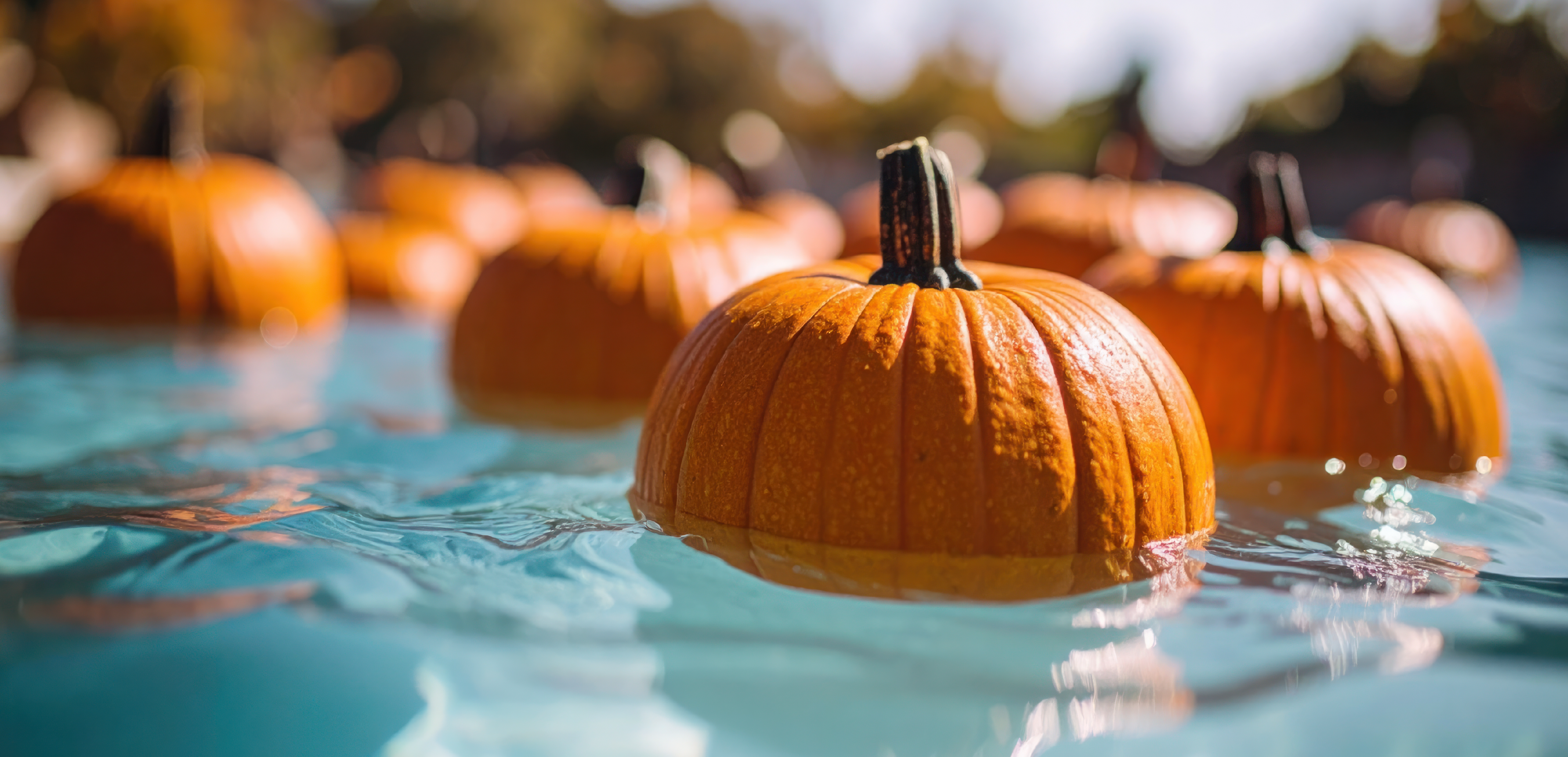 Pumpkin-in-Pool_Homepage_Banner-01.png