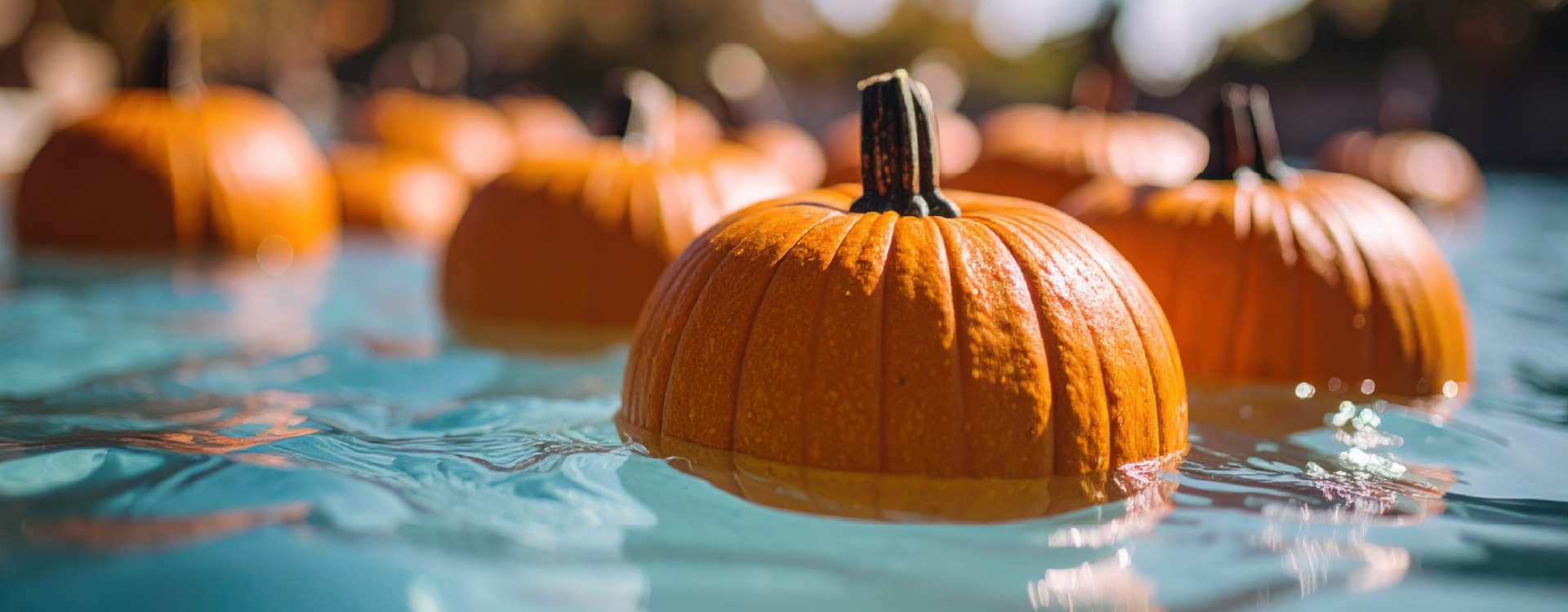 Pumpkins floating in a swimming pool